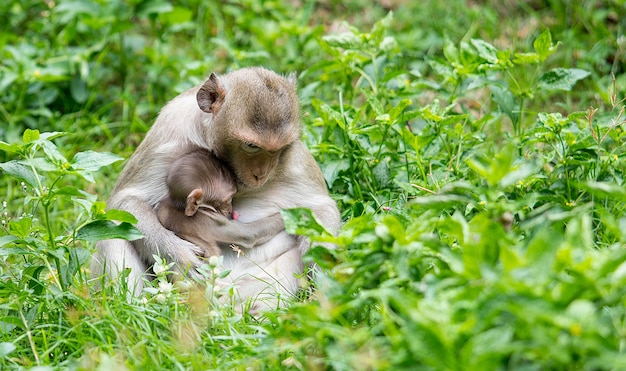 사진 원숭이는 야생초에서 유방에서 아기를 먹이기 위해 앉습니다.