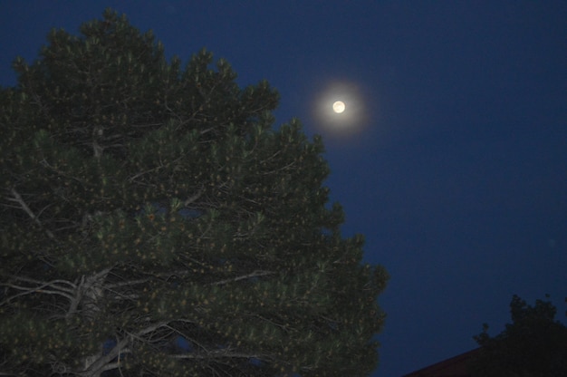 夜空の月は、円錐形の松の木の上に輝いています。