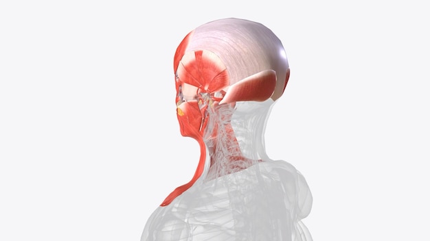 Фото Мышцы головы делятся по функциям: жевательство, зрение и мышцы, которые создают выражение лица.