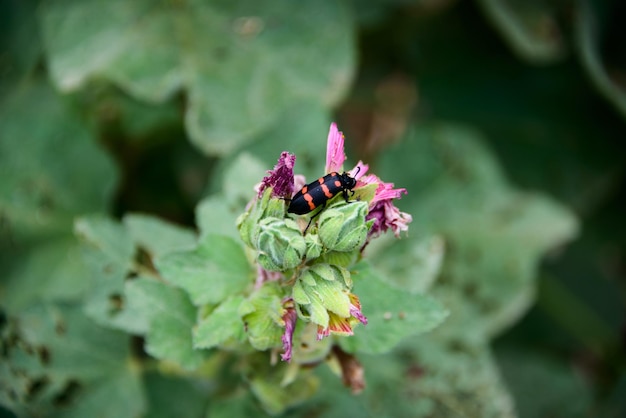 写真 庭の赤ピンクの葵の植物のマイラブリス