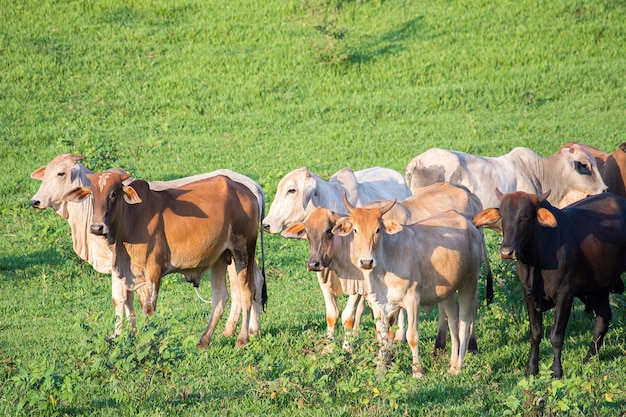 写真 ネロールの牛の群れ
