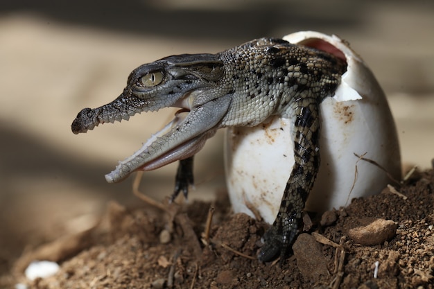 写真 孵化した新しい赤ちゃんワニ