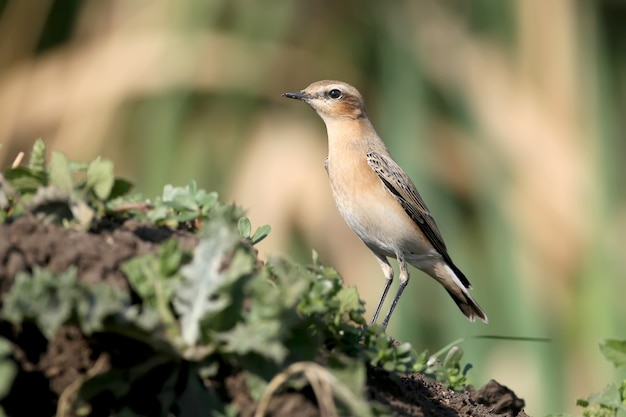 사진 북부 wheatear 또는 wheatear (oenanthe oenanthe) 암컷은 흐린 돌 위에 앉는다. 클로즈업 사진