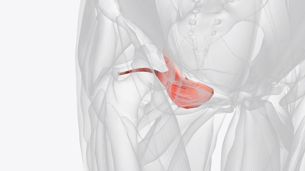 사진 오브투레이터 인테르누스 (obturator internus) 는 골반의 측면 벽의 일부인 이 관절의 깊은 근육입니다.