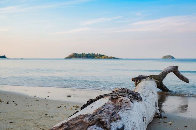 写真 海沿いのビーチの古いログ