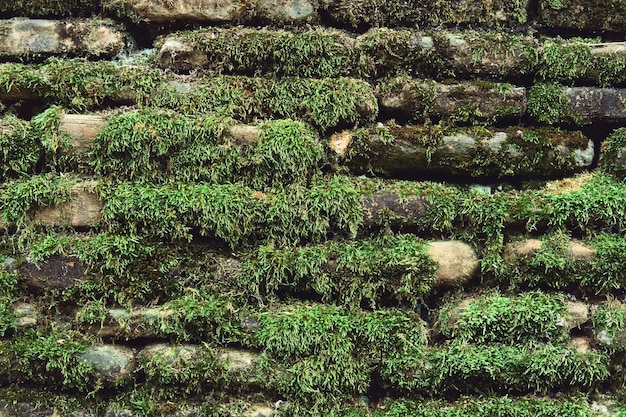 Фото Старая каменная стена, покрытая зеленым мхом.