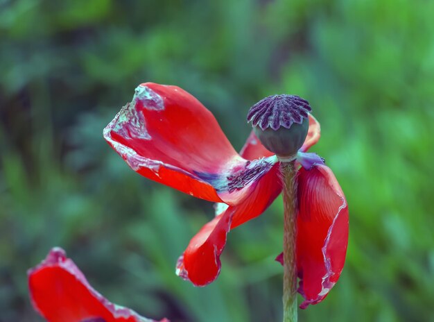 Фото Цветок опиумного мака на латыни papaver somniferum - это красный цветущий мак