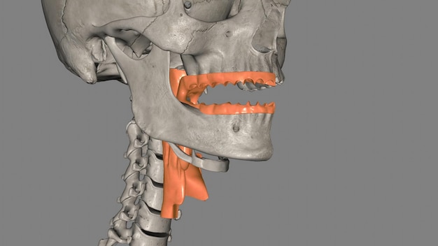 Фото Орофаринкс - это средняя камера глотки, которая переносит пищу из рта в глотку.