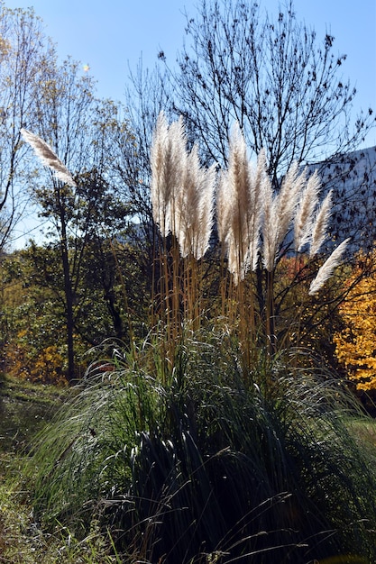 Фото Трава пампасов (cortaderia selloana) - очень распространенное инвазионное растение.