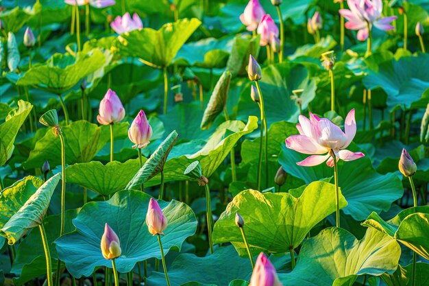 写真 のどかで静かな田園地帯の蓮池のパノラマ これは仏の花であり、人間の食べ物に役立ちます 禅庭