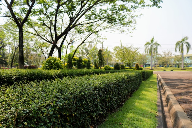 写真 公園には長い緑の茂みや樹木があり、背景はぼやけています。