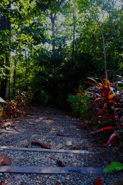 写真 ジャングルへの道
