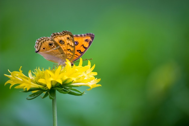 The Peacock Pansy Butterfly