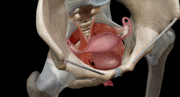 Фото Мышцы тазового дна расположены между хвостовой костью и лобковой костью в пределах таза