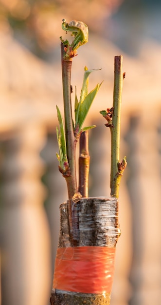 The Perfect Pair Peach en Almond Rootstock Unite