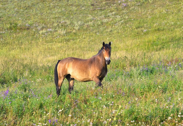 写真 ペットは頭を上げて厚い緑の草の中に立っています。アルタイ、シベリア、ロシア