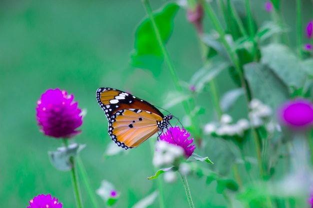 The plain tiger butterfly