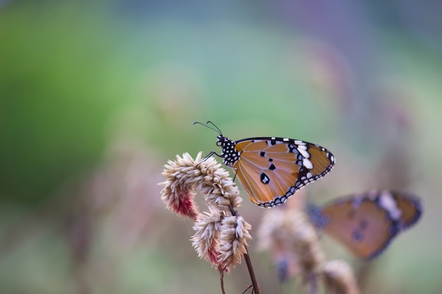 The plain tiger butterfly