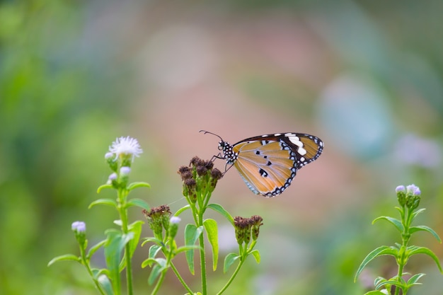 The Plain Tiger Butterfly