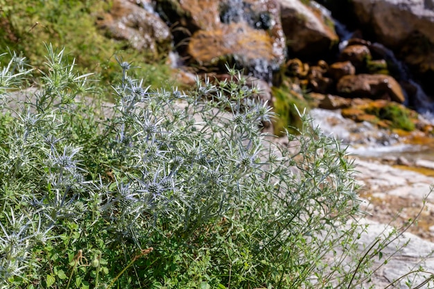 Фото Растение eryngium amethystinum крупным планом