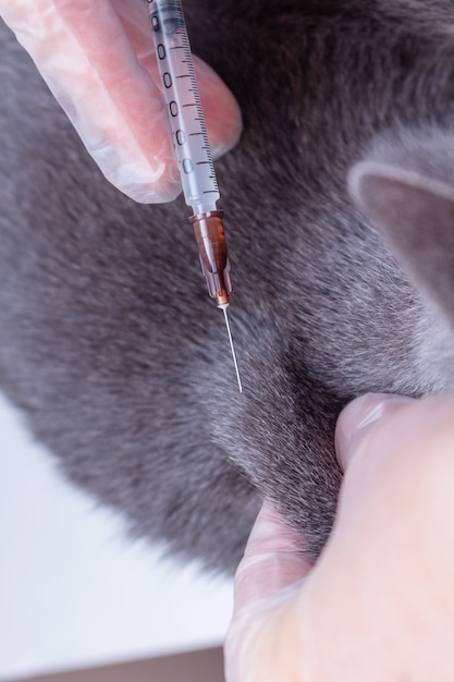 ペットへのワクチンの医療獣医注射のプロセス