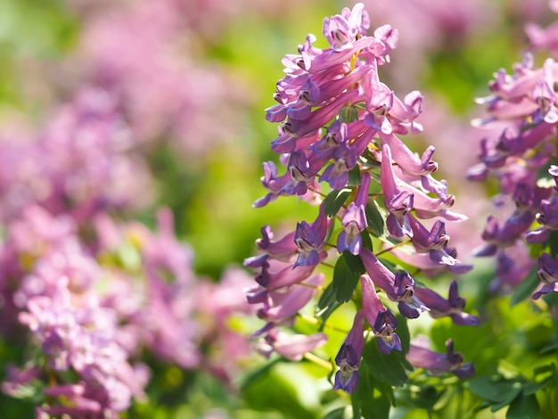 早春の森の紫色のキケマンの花。春の花の背景。春の太陽の最初のサクラソウ。