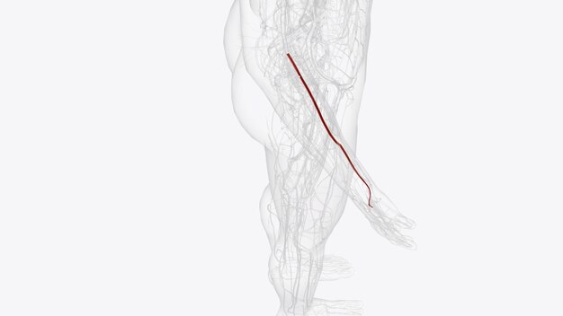사진 방사동맥 (radial artery) 은 팔과 손 아래쪽의 팔꿈치에 혈액을 공급하는 혈관이다.