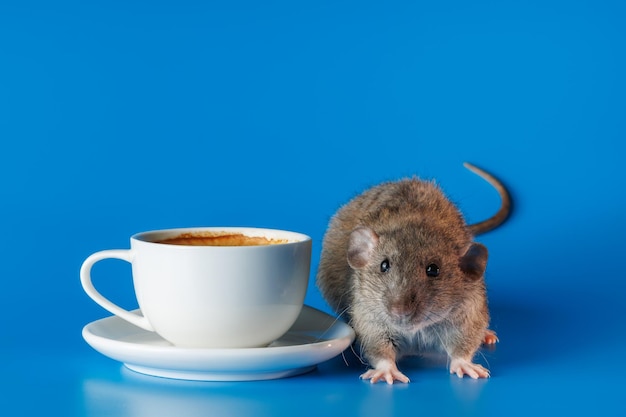Фото Крыса приглашает вас выпить кофе белая чашка с напитком грызун изолирован на синем фоне для надписи и названия мышь собирается пить чай