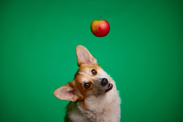 写真 赤いリンゴが犬の頭の上にぶら下がっています。