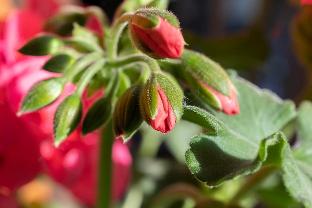 写真 赤いライラックの花はまだ咲いていない