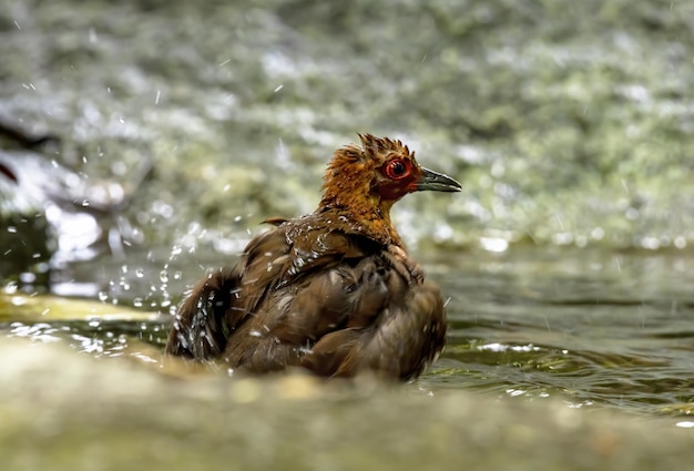 写真 タイの池でナンヨウオオクシガメの入浴