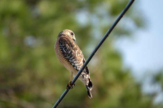 写真 電気ケーブルに座って ⁇ 狩る獲物を探している赤肩の鷹鳥 ⁇