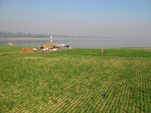 Рисовое поле на берегу озера таунгтхаман амарапура мьянма