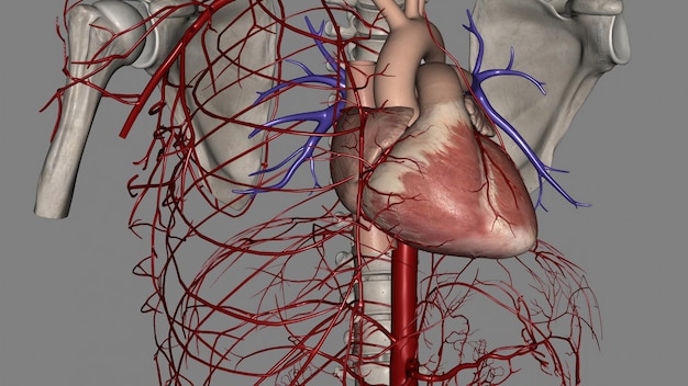 사진 오른쪽과 왼쪽의 관상동맥은 심장에 혈액을 공급합니다.