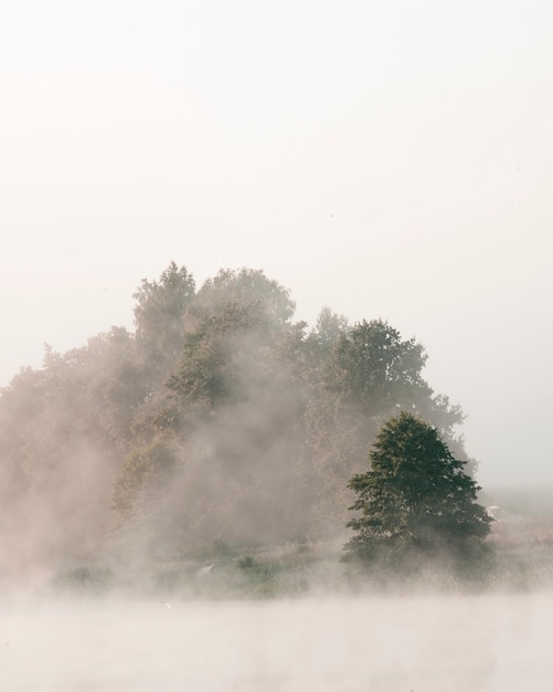 写真 霧のかかった朝の川岸。風景。垂直方向。