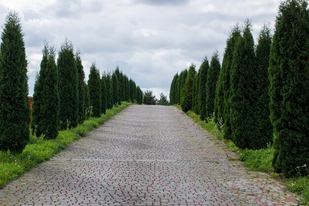 道路は暗い夏の日です