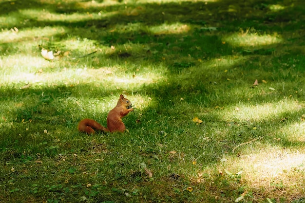 사진 공원에서 붉은 다람쥐의 실행.