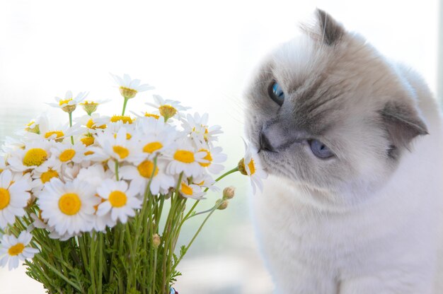 カモミールデイジーの花の花束とスコティッシュフォールド猫