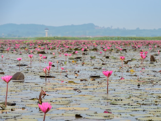 Море красного лотоса или водяная лилия в водно-болотных угодьях talay-noi, таиланд