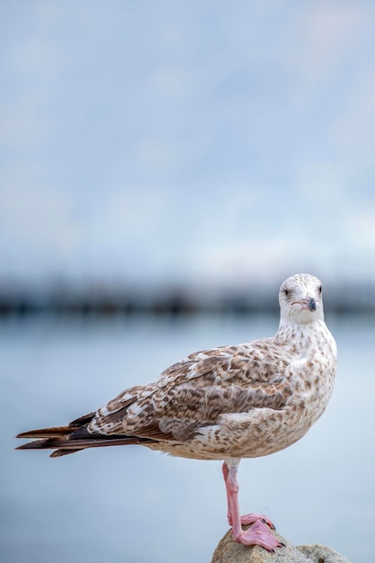 Фото Чайка стоит на камне европейская серебристая чайка larus argentatus крупным планом чайка стоит на камне у воды