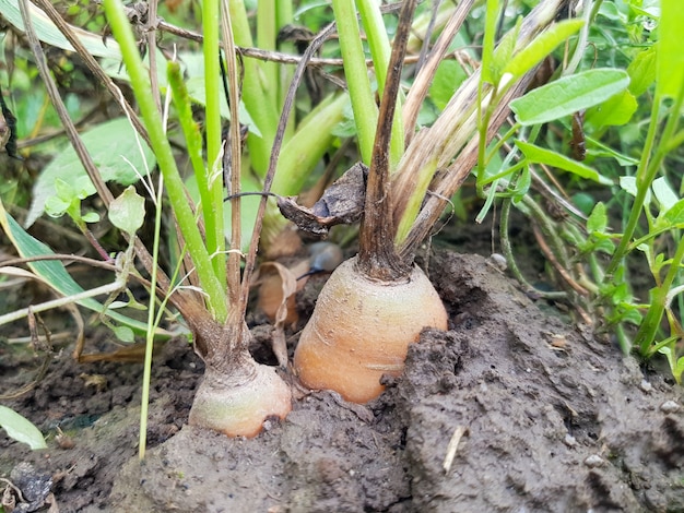 Семена моркови daucus carota subsp sativus плюются на грядку на сельскохозяйственном поле