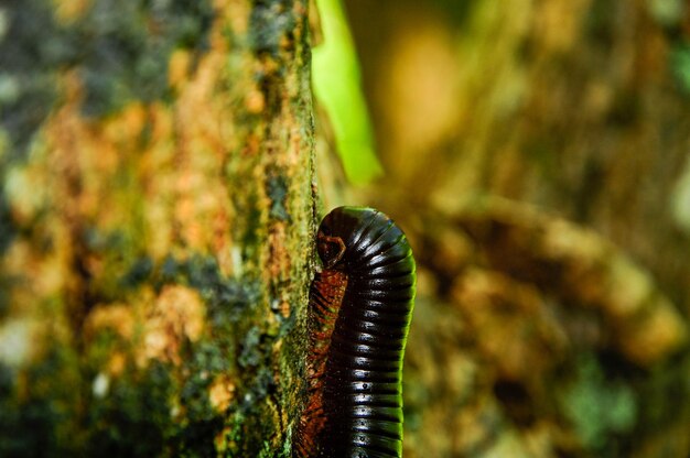 写真 セイシェル諸島の巨大な百足動物が木の枝に乗っている