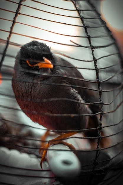 写真 に閉じ込められたシャリック鳥