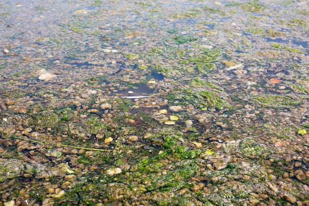 写真 浅い湖は家庭のゴミでいっぱいです 生態災害の環境保護の概念