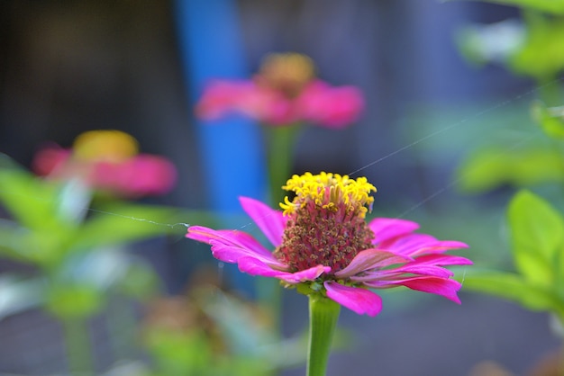 The side of purple common zinnia (zinnia elegant) in de tuin met ruimte voor het plaatsen van tekst, lowkey