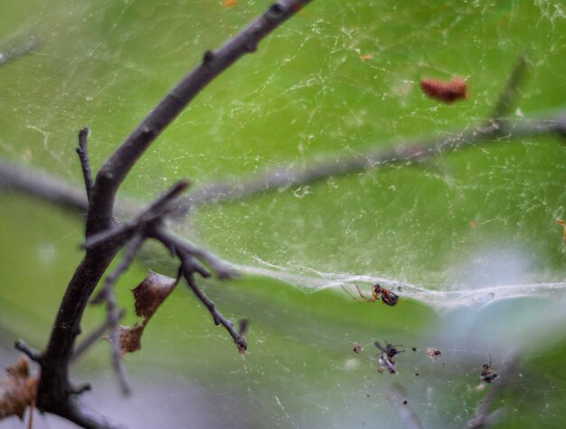 사진 화창한 날 거미줄로 사냥하는 거미