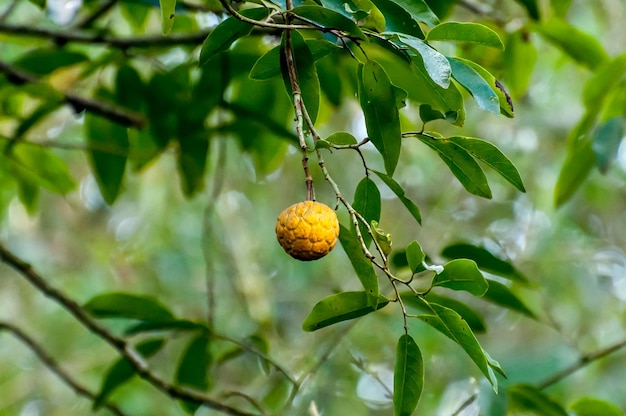 Сахарное яблоко или сладкий перец аритикум в бразилии на фоне деревьев