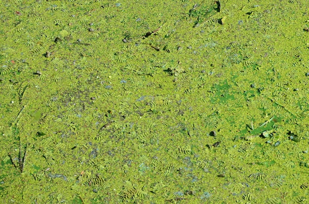 Поверхность старого болота покрыта ряской и листьями лилии