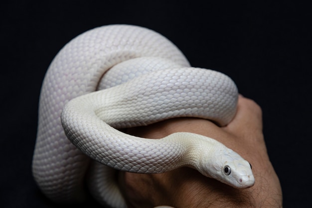 写真 テキサス州のネズミヘビ（elaphe obsoleta lindheimeri）は、米国、主にテキサス州内で見られる無毒のナミヘビであるネズミヘビの亜種です。