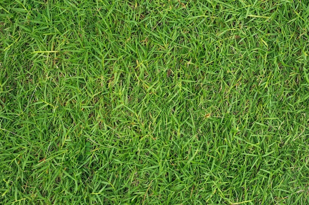 Фото Текстура зеленой травы для фона